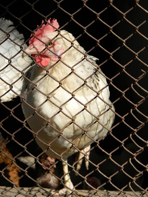 满竞争的意 满竞争的意