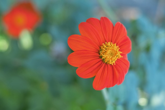 使篮网队的 使篮网队的